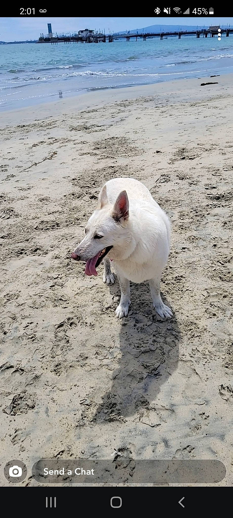 Snow joined the competition — help win amazing prizes! beach, body_of_water, canidae, carmine, carnivore, dog, dog_breed, liquid, non_sporting_group, ocean, sand, snout, sporting_group, tail, terrestrial_animal, water, working_animal