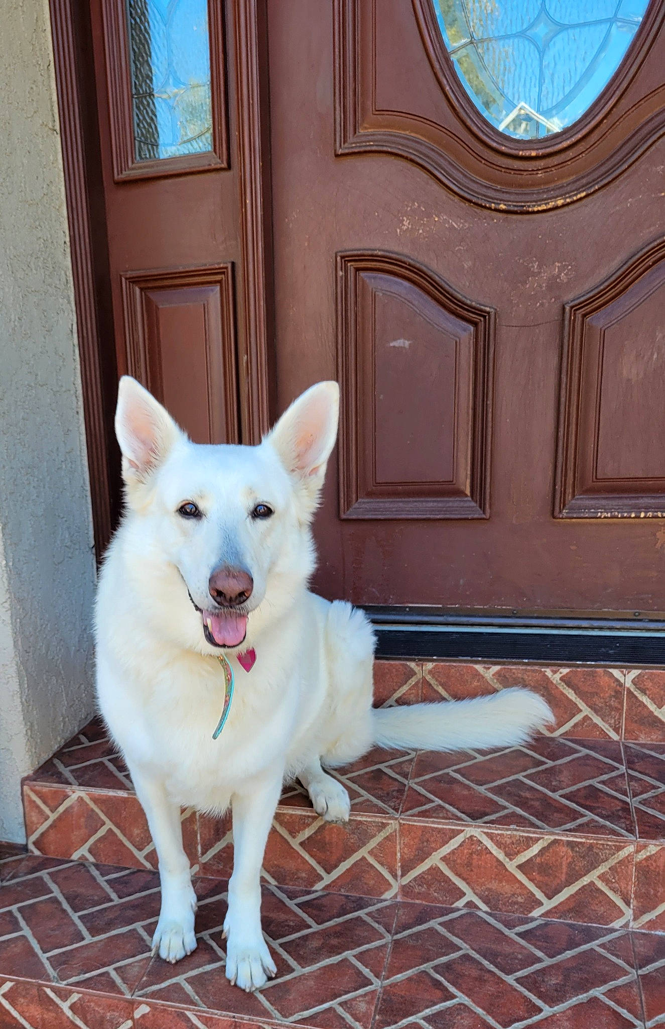 Snow is registered to the contest to win money with this photo: blue, canidae, carnivore, collar, companion_dog, dog, dog_breed, door, flooring, hardwood, home_door, house, line, metal, non_sporting_group, snout, sporting_group, tail, wood, working_animal