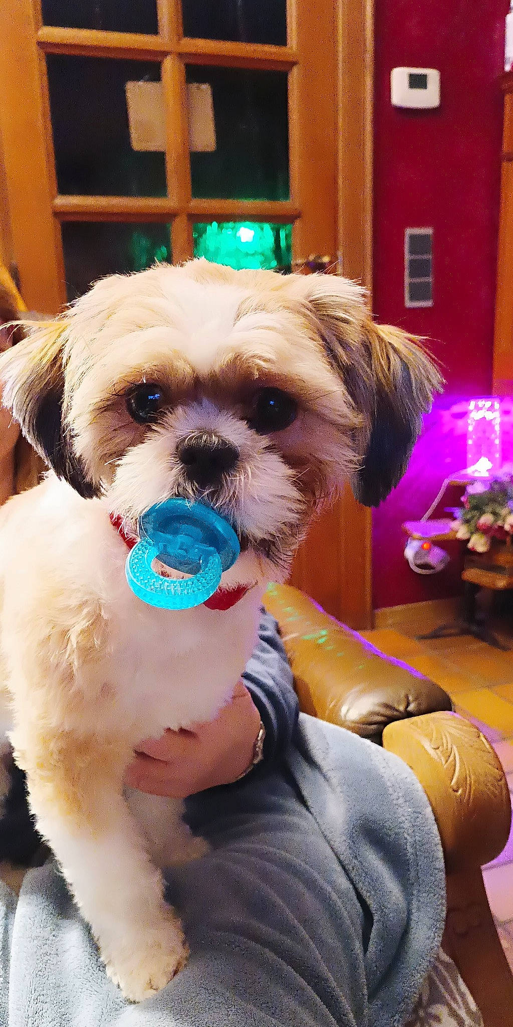 Bouba a rejoint le concours — aidez-le/la à gagner de superbes lots ! carnivore, collar, companion_dog, dog, dog_breed, dog_clothes, dog_collar, dog_supply, fashion_accessory, fawn, fur, liver, maltepoo, pet_supply, shih_tzu, small_terrier, snout, sporting_group, toy_dog, working_animal