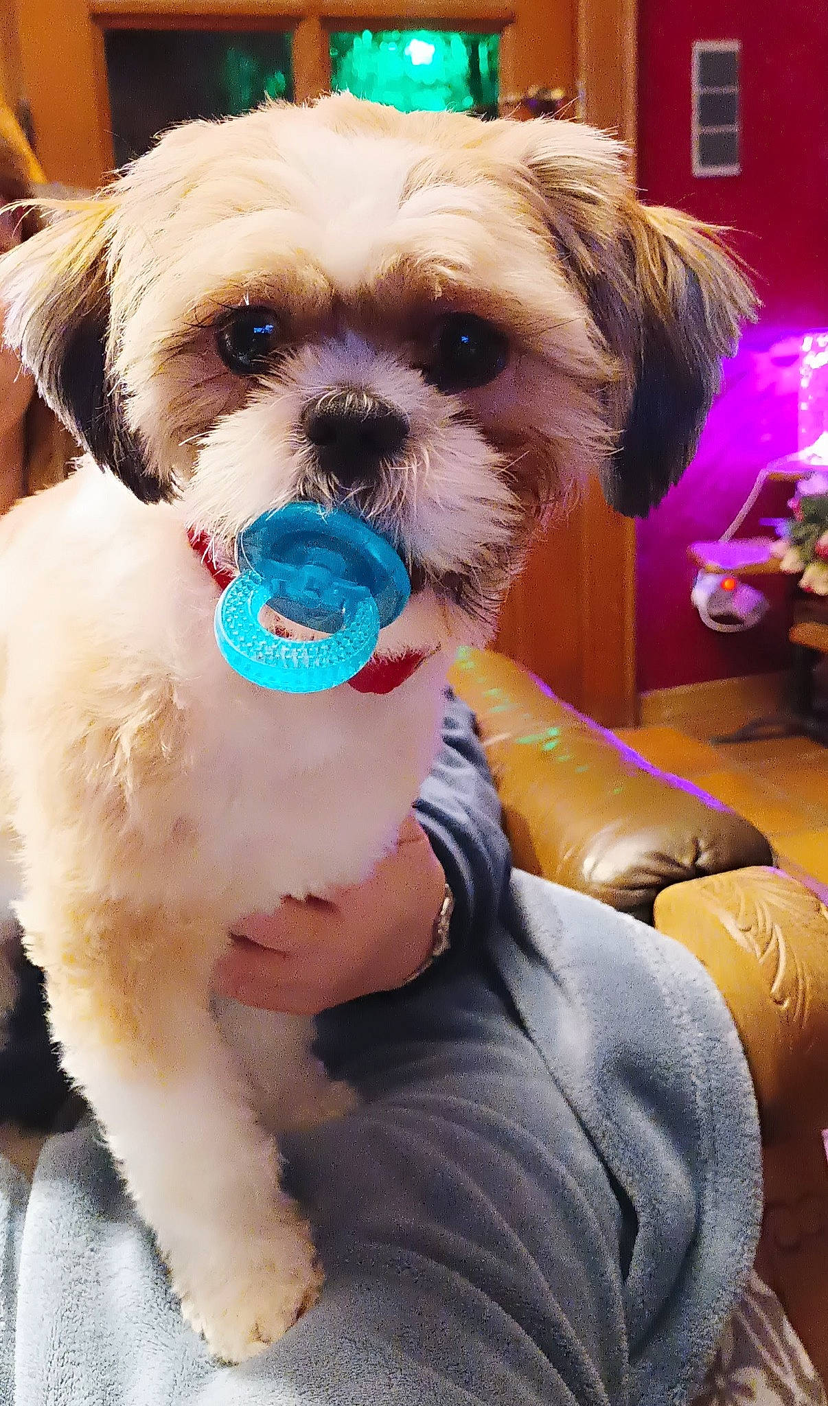 Bouba a rejoint le concours — aidez-le/la à gagner de superbes lots ! canidae, carnivore, companion_dog, dog, dog_breed, dog_clothes, dog_collar, dog_supply, fashion_accessory, fawn, fur, pet_supply, pink, puppy_love, shih_tzu, small_terrier, snout, sporting_group, toy_dog, working_animal