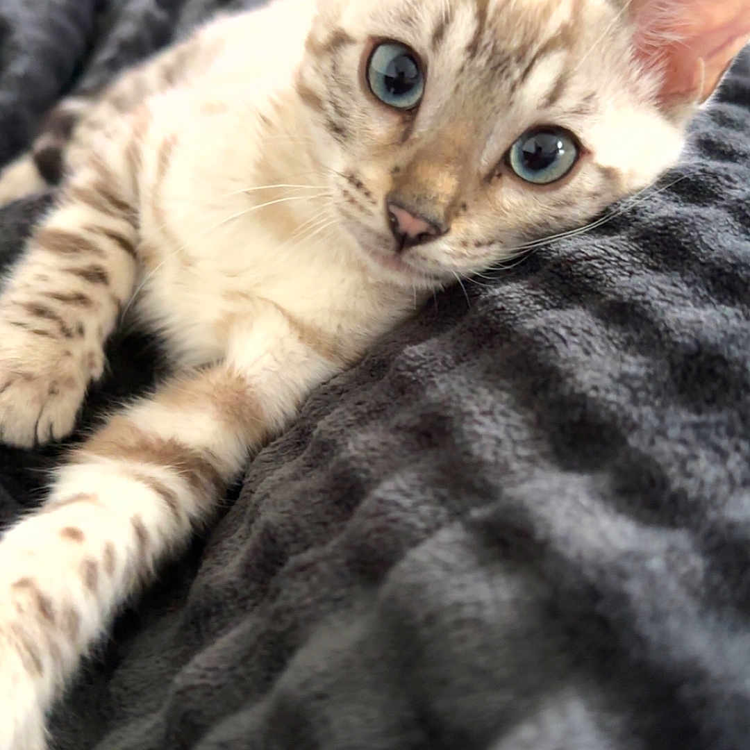 Pamouk participe au concours pour gagner de l'argent avec cette photo : abyssinian, animal, blanket, cat, egyptiancat, kitten, manx, pet, siamese