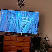 ébène participe au concours pour gagner de l'argent avec cette photo : animal, black_cat, cat, cozy, curiosity, decor, entertainment, floor_tile, furniture, home, indoor, living_room, nature_documentary, pet, plant, pot, relaxation, screen, television, wooden_dresser