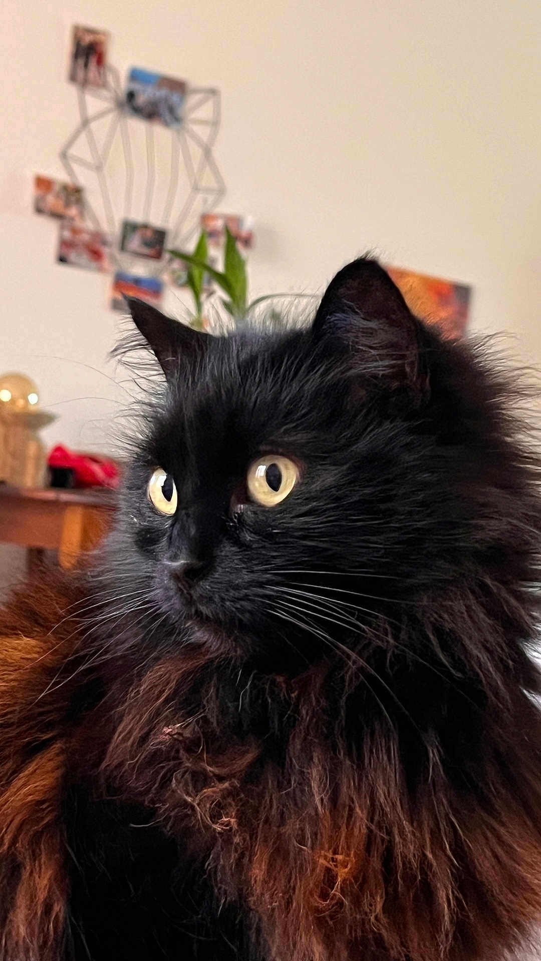 ébène a rejoint le concours — aidez-le/la à gagner de superbes lots ! cat, black_cat, fluffy_fur, wide_eyes, indoor, pet, curious, portrait, animal, feline, whiskers, close_up, domestic_cat, household, cute, mammal, furry, looking_away, soft_light, background_blur