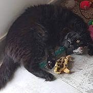 ébène a rejoint le concours — aidez-le/la à gagner de superbes lots ! cat, black_cat, toy_mouse, floor, indoor, playful, pets, animal, feline, claw, tail, window, tile_floor, pet_toys, household_items, curious, cute, domestic_animal, mischievous, resting