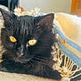 ébène a rejoint le concours — aidez-le/la à gagner de superbes lots ! animal, black_cat, blanket, cat, closeup, cozy, curious, cute, floor, fringe, fur, home, indoor, light, paws, pet, relaxing, resting, whiskers, yellow_eyes