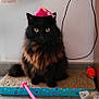 ébène participe au concours pour gagner de l'argent avec cette photo : cat, pet, toy, grooming_brush, floor, mat, pink_hat, black_cat, brown_fur, indoor, cable, wall, plastic_toy, scratching_pad, playful, feline, close_up, domestic_cat, household, curious