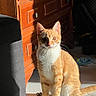 Kiro participe au concours pour gagner de l'argent avec cette photo : cat, orange_cat, white_cat, sitting, sunlight, shadow, wooden_dresser, floor, indoor, whiskers, curious, pet, feline, closeup, domestic_cat, animal, thread_spool, fabric, home, cozy