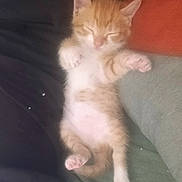 Kiro participe au concours pour gagner de l'argent avec cette photo : kitten, cat, sleeping, orange, white, fur, paw, pet, animal, cute, resting, cozy, blanket, indoor, small, adorable, feline, young, peaceful, relaxed