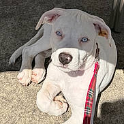 Skye is registered to the contest to win money with this photo: animal, blue_eyes, canine, collar, concrete, cute, dog, domestic_animal, leash, outdoor, pet, playful, puppy, red_leash, resting, shadow, short_hair, sunlight, white_dog, young_dog