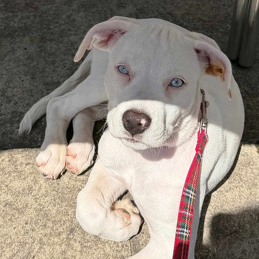 Skye