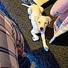 Skye is registered to the contest to win money with this photo: animal, blanket, carpet, companion, cozy, cute, dog, domestic, floor, fur, home, indoors, laying_down, looking_up, pajamas, pet, puppy, resting, white_dog, young_dog