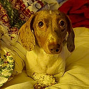 Daisy Mae joined the competition — help win amazing prizes! animal, bed, blanket, comfort, companion, cozy, cute, dachshund, dog, domestic, ears, expression, fur, indoor, looking_up, paws, pet, resting, spotlight, warm