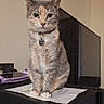 cat, calico_cat, pet, animal, sitting, indoors, portrait, collar, tag, whiskers, ears, fur, gray_fur, orange_fur, white_fur, printer, electronics, desk, paper, home