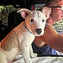 Kash is registered to the contest to win money with this photo: animal, car, closeup, collar, curious, daylight, dog, driver, ears, glasses, interior, man, pet, portrait, puppy, seat, towel, white_fur, window, young