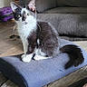 Binx is registered to the contest to win money with this photo: cat, kitten, black_and_white, animal, pet, feline, sitting, fluffy, long_tail, green_eyes, whiskers, pointed_ears, portrait, indoors, couch, cushion, furniture, wood_floor, purple_object, closeup