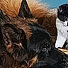 Binx is registered to the contest to win money with this photo: cat, dog, black_and_white_cat, shaggy_dog, pets, animal, furry, tuxedo_cat, brown_fur, black_fur, sitting, indoor, close_up, portrait, pet_pair, blue_background, painterly, blurry, letterbox, companion_animals