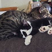 Binx is registered to the contest to win money with this photo: cats, cat, tabby, tuxedo_cat, black_and_white, feline, pets, animals, cuddling, sleeping, relaxed, indoors, couch, fur, whiskers, paws, pink_paw_pads, domestic_animals, cozy, portrait