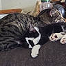 cats, cat, tabby, tuxedo_cat, black_and_white, feline, pets, animals, cuddling, sleeping, relaxed, indoors, couch, fur, whiskers, paws, pink_paw_pads, domestic_animals, cozy, portrait