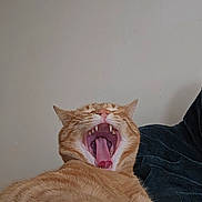 Garfield. joined the competition — help win amazing prizes! cat, ginger_cat, yawning, mouth_open, fangs, tongue, pet, feline, animal, indoor, relaxed, fur, whiskers, paw, cute, sleepy, resting, domestic_cat, closeup, mammal