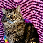 Sassybug is registered to the contest to win money with this photo: abyssinian, accessories, angora, animal, bird, blanket, brasssection, cat, collar, couch, dye, furniture, homedecor, horn, kitten, manx, musicalinstrument, pet, purple, siamese