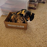 Diva joined the competition — help win amazing prizes! cat, calico_cat, pet, animal, furry, sitting, curled_up, cardboard_box, box, carpet, indoor, storage_bins, plastic_containers, craft_supplies, home, floor, black_fur, orange_fur, white_fur, funny