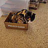 cat, calico_cat, pet, animal, furry, sitting, curled_up, cardboard_box, box, carpet, indoor, storage_bins, plastic_containers, craft_supplies, home, floor, black_fur, orange_fur, white_fur, funny