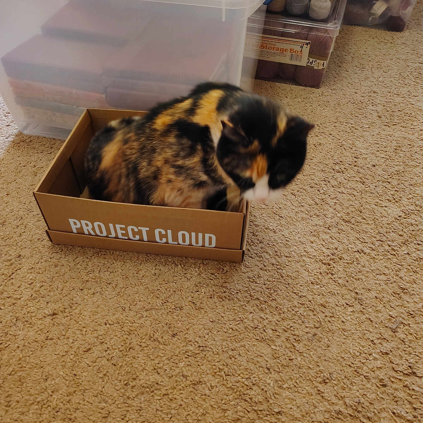 Diva