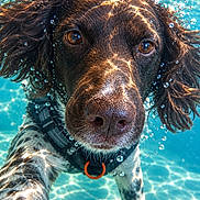 Spiky a rejoint le concours — aidez-le/la à gagner de superbes lots ! dog, underwater, swimming, pool, wet, bubbles, face, close_up, portrait, brown_fur, long_ears, nose, eyes, collar, orange_tag, water, aquatic, outdoor, animal_photography, dramatic_lighting