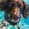 dog, underwater, swimming, pool, wet, bubbles, face, close_up, portrait, brown_fur, long_ears, nose, eyes, collar, orange_tag, water, aquatic, outdoor, animal_photography, dramatic_lighting