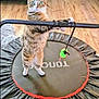 Gracie joined the competition — help win amazing prizes! cat, tabby_cat, trampoline, toy, indoor, wooden_floor, pet, animal, playful, curious, paws, standing, furniture, home, flooring, green_toy, black_bar, alert, domestic_cat, cute