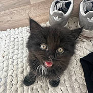 Lilo joined the competition — help win amazing prizes! kitten, cat, black_cat, pet, cute, fur, eyes, mouth_open, indoor, rug, floor, shoes, adidas, sneakers, home, texture, small_animal, looking_up, animal, whiskers