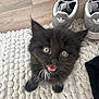kitten, cat, black_cat, pet, cute, fur, eyes, mouth_open, indoor, rug, floor, shoes, adidas, sneakers, home, texture, small_animal, looking_up, animal, whiskers