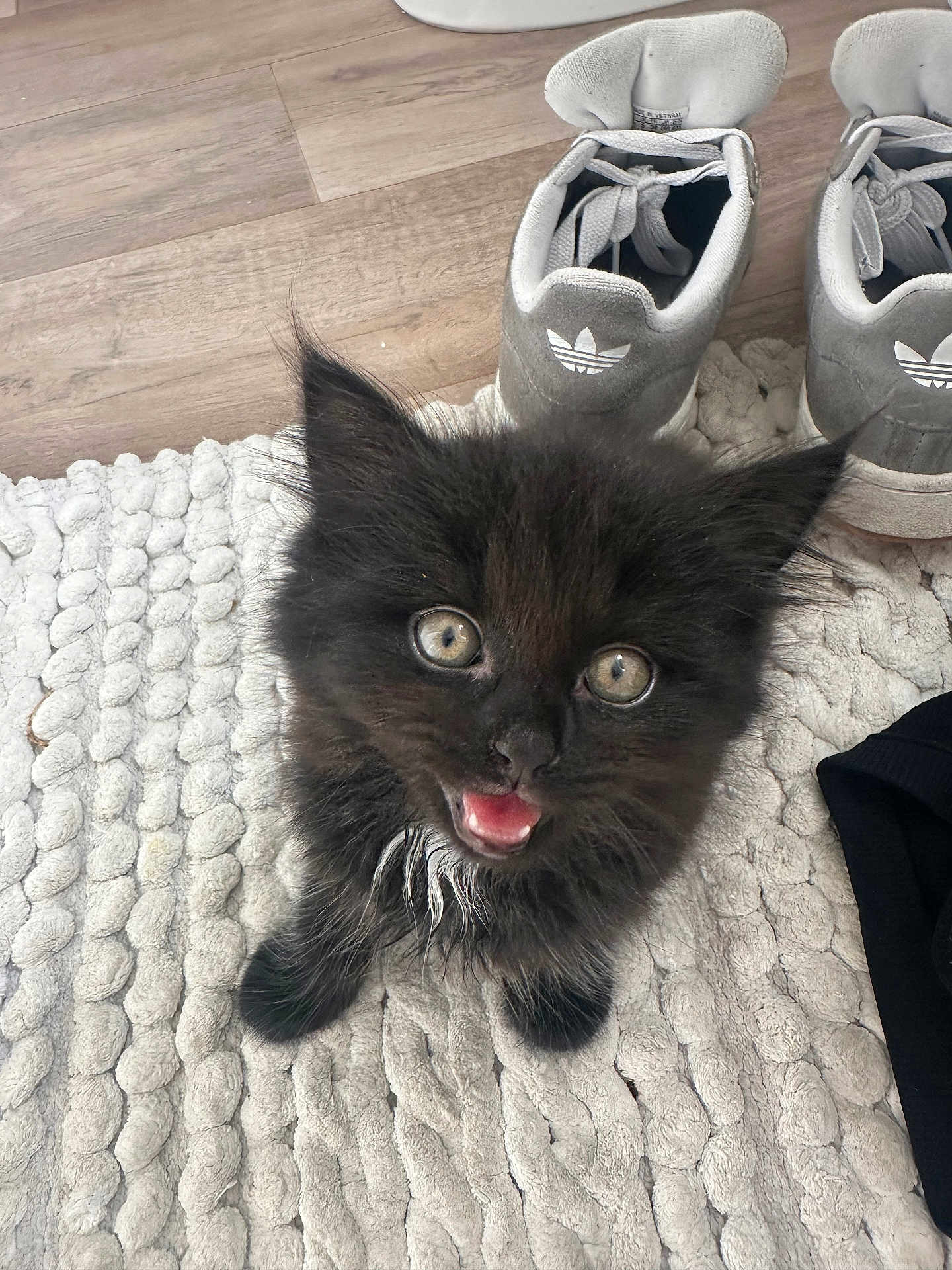 Lilo joined the competition — help win amazing prizes! kitten, cat, black_cat, pet, cute, fur, eyes, mouth_open, indoor, rug, floor, shoes, adidas, sneakers, home, texture, small_animal, looking_up, animal, whiskers