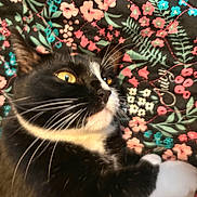 Mimi is registered to the contest to win money with this photo: animal, background, black_and_white, cat, close_up, cute, domestic_cat, fabric, feline, floral_pattern, fur, indoor, lying_down, pet, quilt, relaxed, soft, tuxedo_cat, whiskers, yellow_eyes