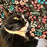 animal, background, black_and_white, cat, close_up, cute, domestic_cat, fabric, feline, floral_pattern, fur, indoor, lying_down, pet, quilt, relaxed, soft, tuxedo_cat, whiskers, yellow_eyes