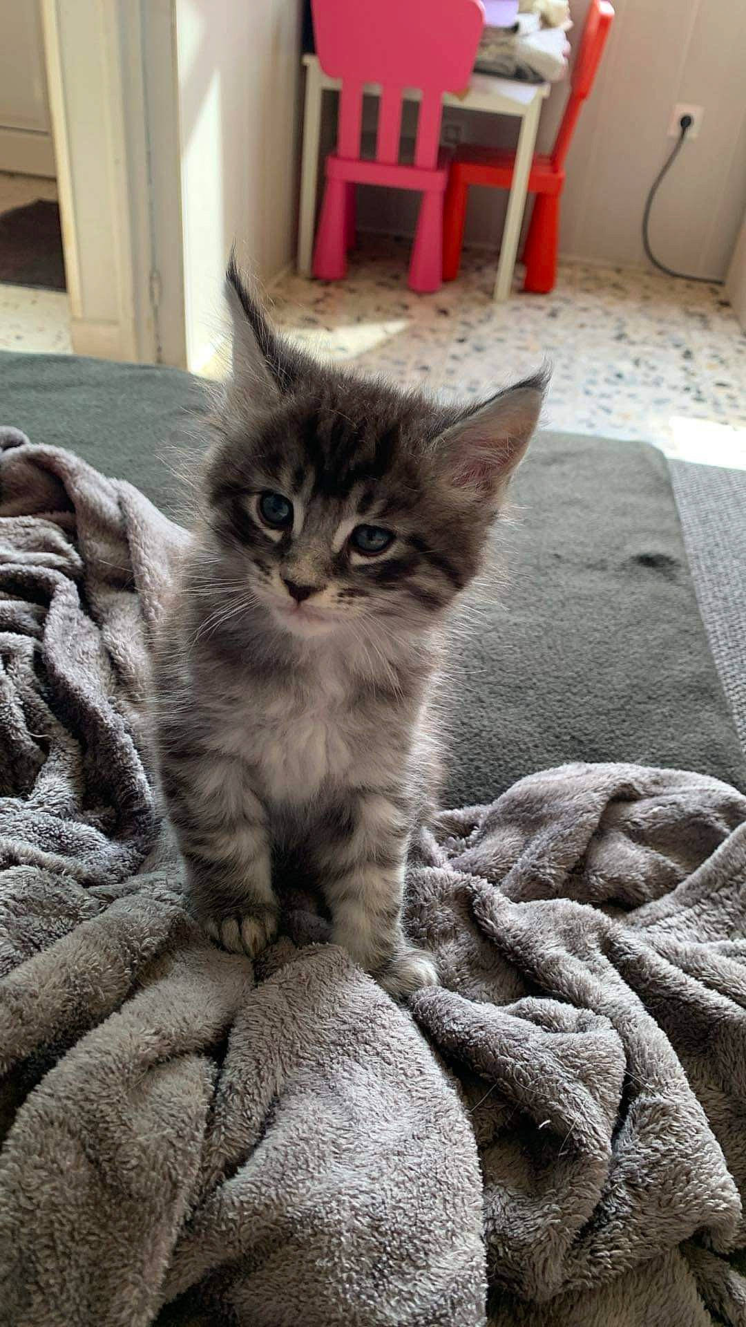 Symba a rejoint le concours — aidez-le/la à gagner de superbes lots ! carnivore, cat, chair, claw, comfort, domestic_short_haired_cat, felidae, flooring, fur, grey, hardwood, paw, sitting, small_to_medium_sized_cats, snout, tail, terrestrial_animal, whiskers, window, wood