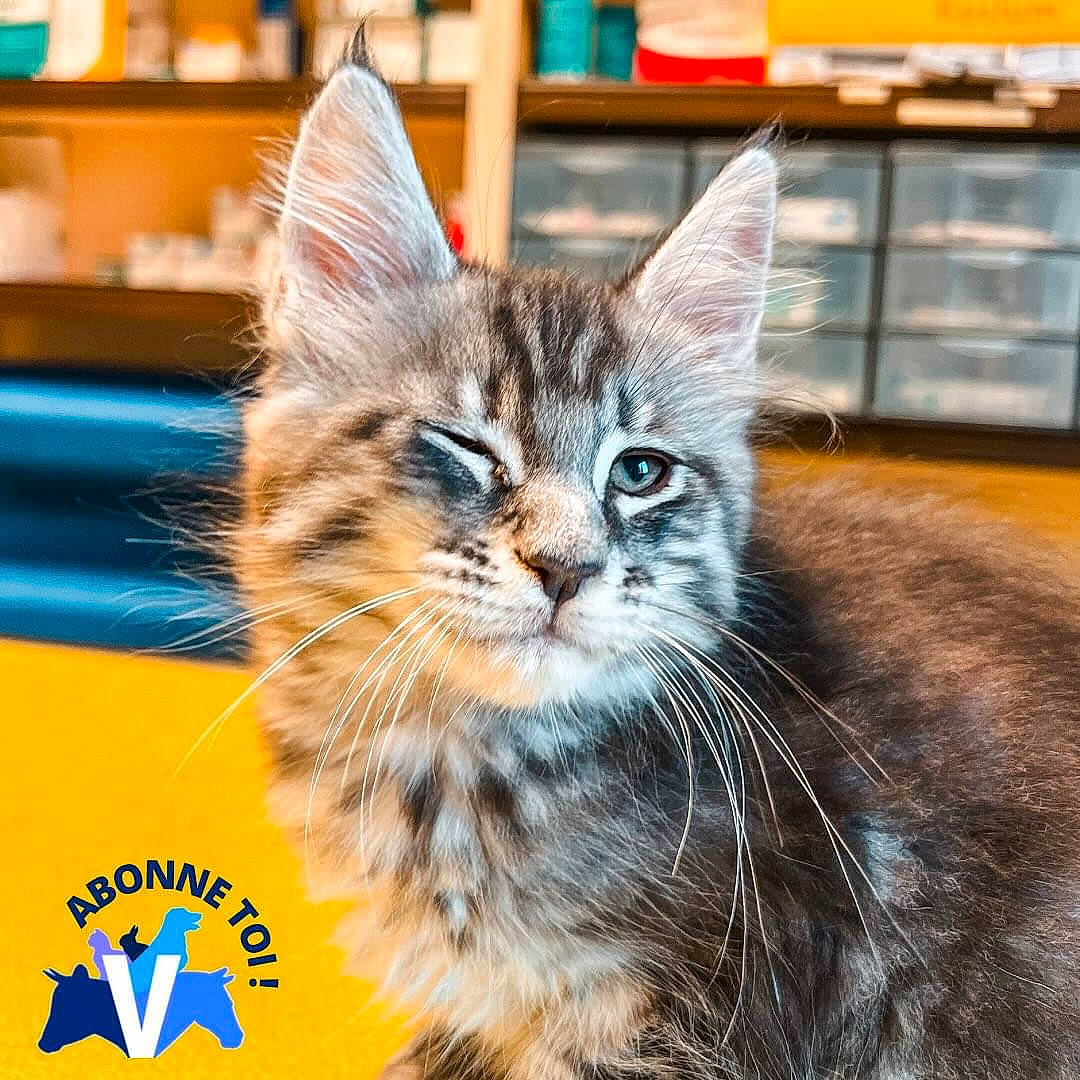 Symba a rejoint le concours — aidez-le/la à gagner de superbes lots ! carnivore, cat, claw, domestic_short_haired_cat, felidae, fur, logo, paw, photography, shelf, shelving, sitting, small_to_medium_sized_cats, snout, tail, terrestrial_animal, whiskers, wildlife, window