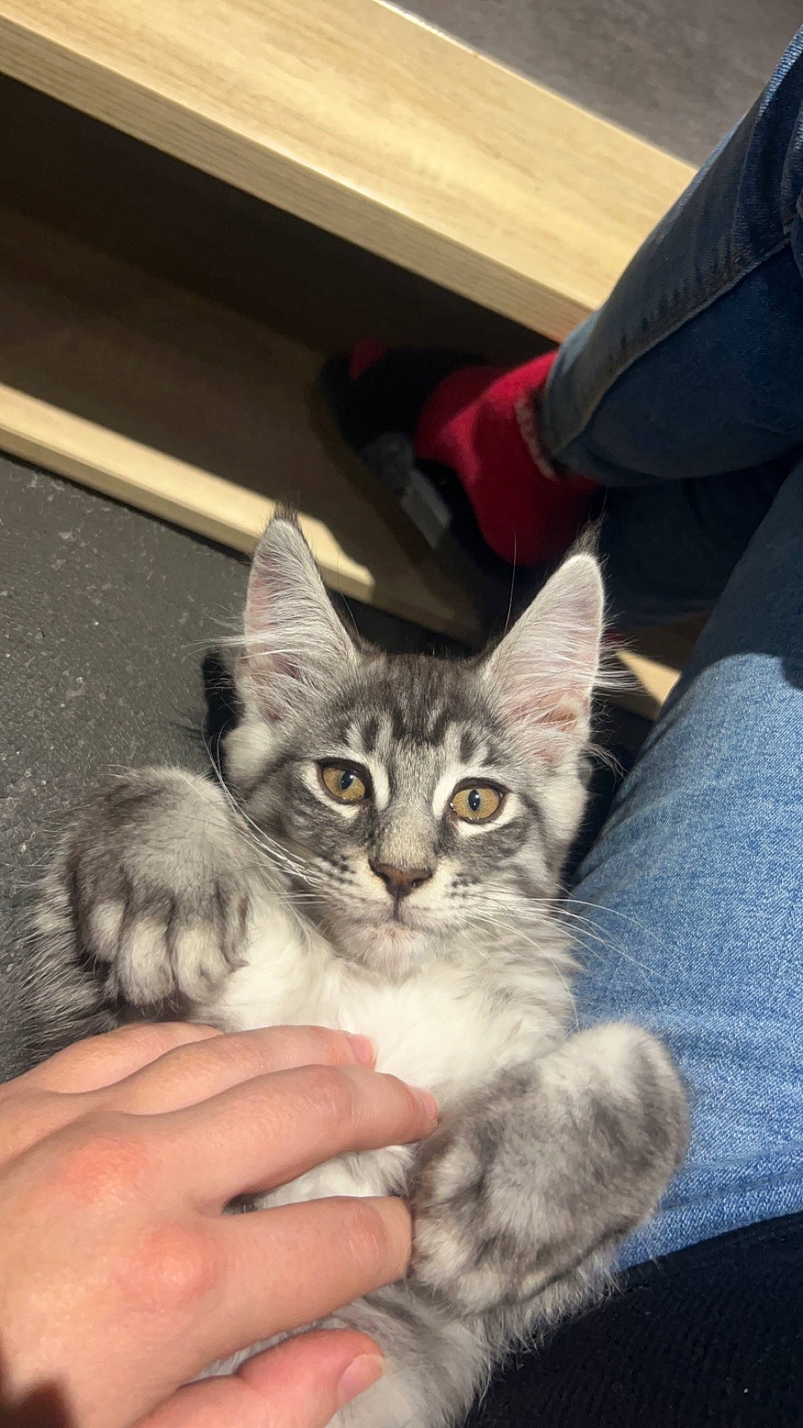 Symba a rejoint le concours — aidez-le/la à gagner de superbes lots ! carnivore, cat, claw, comfort, denim, domestic_short_haired_cat, felidae, fur, hand, nail, paw, sitting, small_to_medium_sized_cats, snout, tail, whiskers