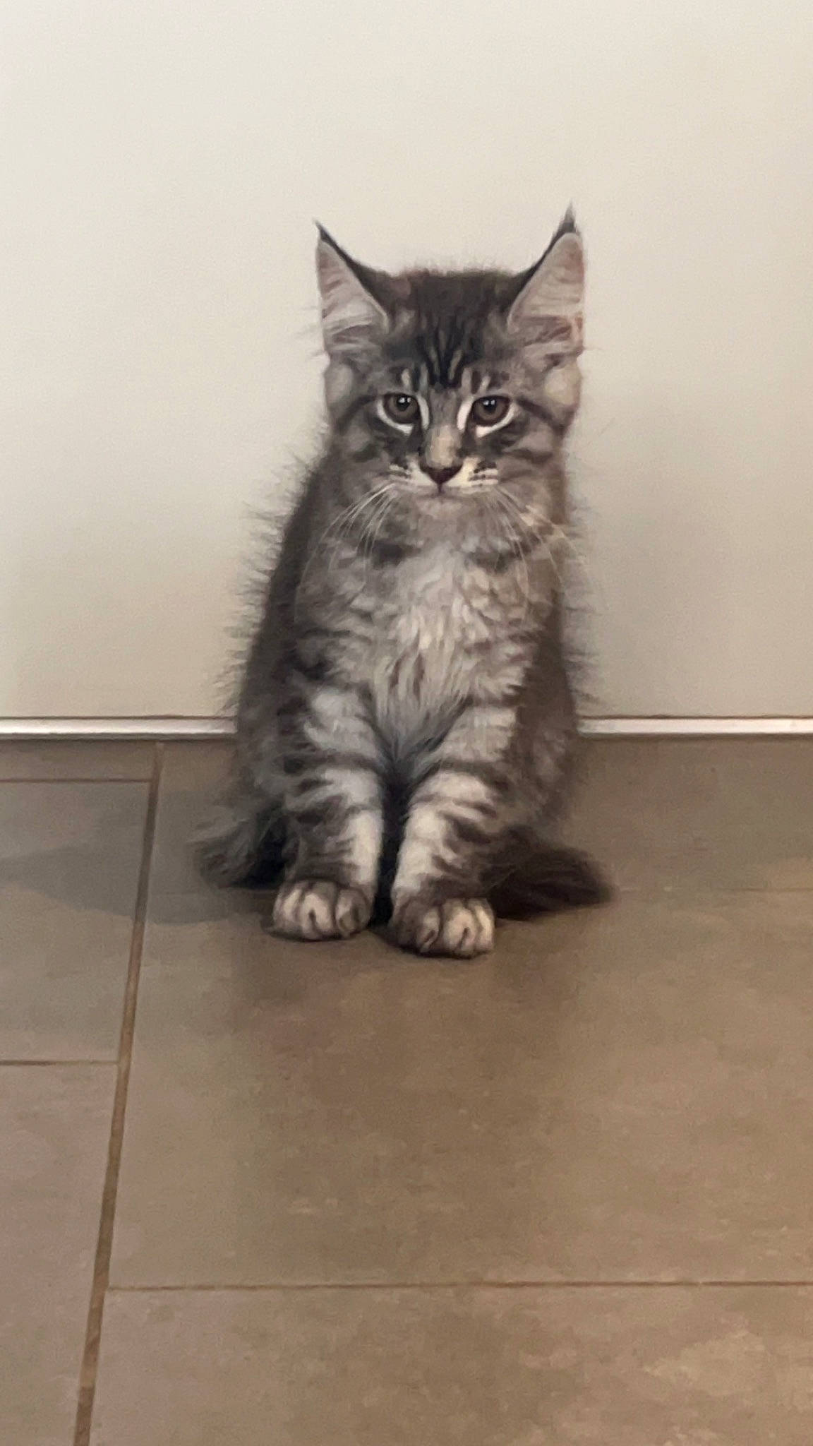 Symba participe au concours pour gagner de l'argent avec cette photo : box, carnivore, cat, claw, domestic_short_haired_cat, felidae, floor, flooring, fur, grey, hardwood, paw, sitting, small_to_medium_sized_cats, snout, tail, tile_flooring, whiskers, window, wood