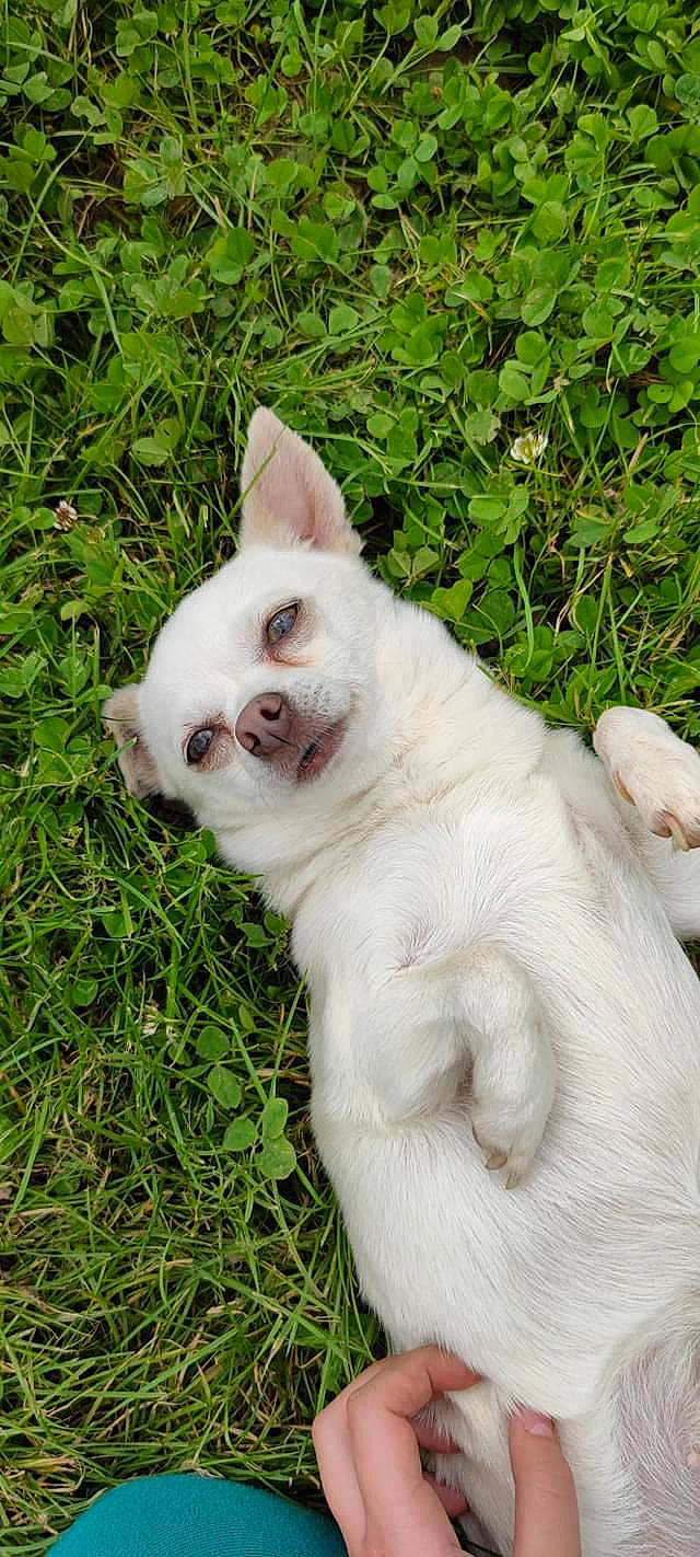 Lexy participe au concours pour gagner de l'argent avec cette photo : carnivore, cat, ear, eye, fawn, felidae, fur, grass, head, natural_material, plant, snout, tail, terrestrial_animal, whiskers, wildlife