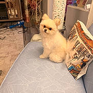 Skye joined the competition — help win amazing prizes! animal, background, carpet, couch, cozy, cute, decor, dog, floor, fluffy, furniture, home, indoor, lamp, living_room, pet, pillow, pomeranian, seated, small_dog