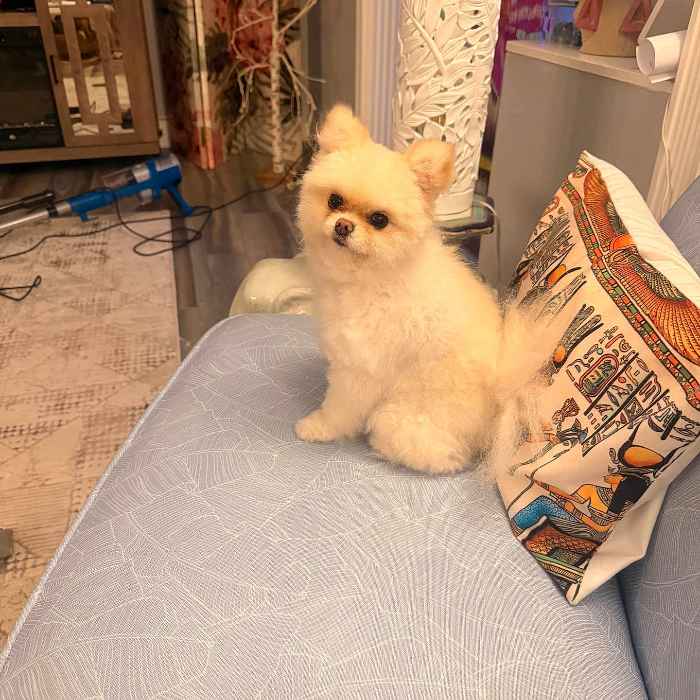 Skye joined the competition — help win amazing prizes! animal, background, carpet, couch, cozy, cute, decor, dog, floor, fluffy, furniture, home, indoor, lamp, living_room, pet, pillow, pomeranian, seated, small_dog