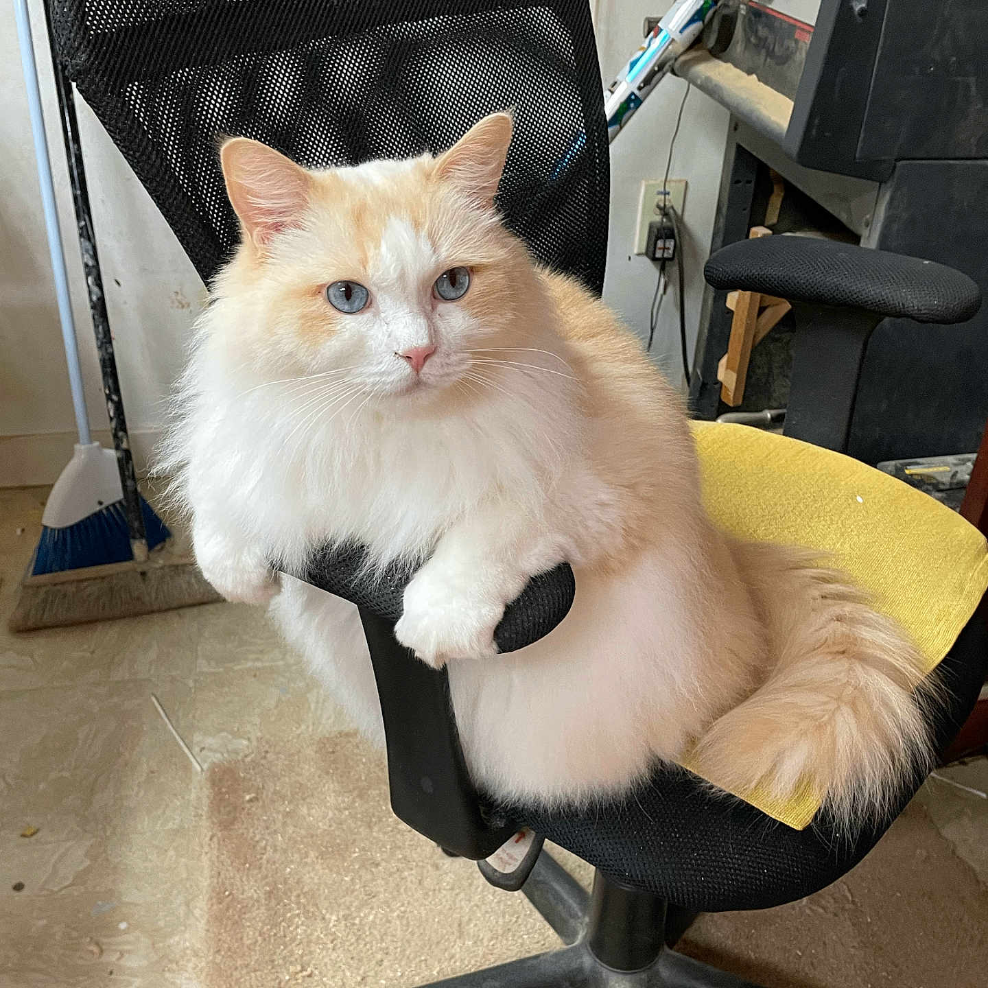 Mr Rigby joined the competition — help win amazing prizes! animal, blue_eyes, broom, cat, chair, cute, domestic, feline, floor, fluffy, fur, home, indoor, looking, office_chair, paw, pet, relaxed, tail, yellow_cushion