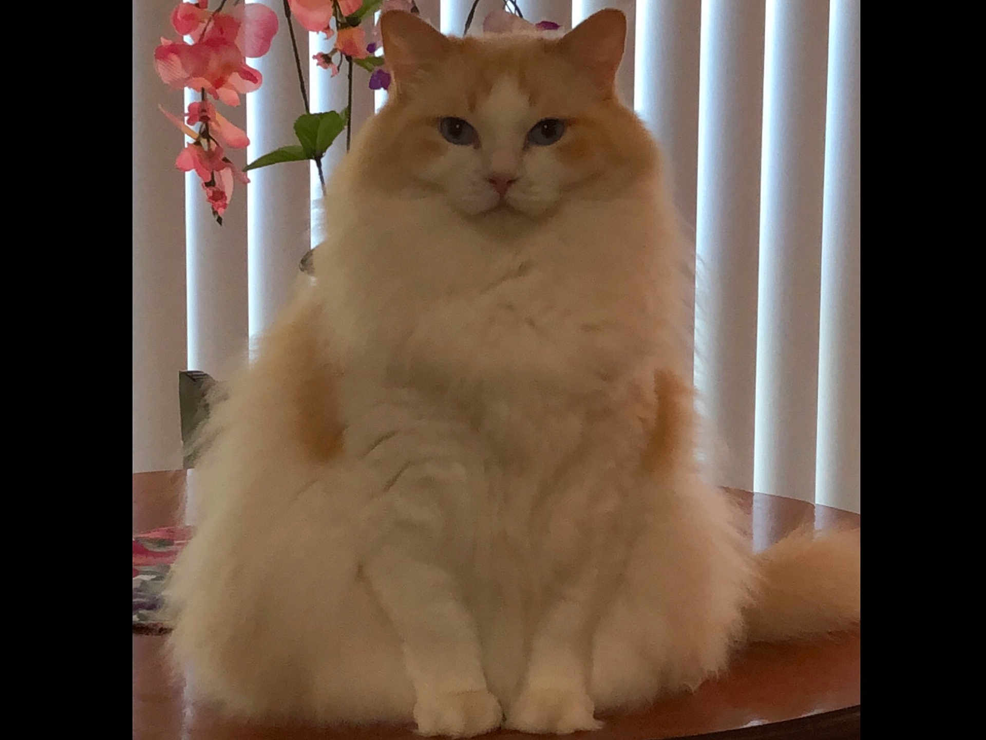 Mr Rigby joined the competition — help win amazing prizes! animal, cat, domestic, ears, eyes, face, feline, flower, fluffy, fur, indoor, orange_and_white, pet, plant, sitting, table, tail, whiskers, window_blinds, wooden_table