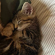 Stormie joined the competition — help win amazing prizes! animal, bed, cat, closeup, cozy, cute, domestic_cat, feline, fur, indoor, kitten, paw, pet, resting, sleeping, soft, striped, tabby, whiskers, young