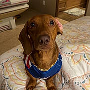 Boudreaux is registered to the contest to win money with this photo: dog, dachshund, pet, bed, bedspread, indoor, brown_dog, canine, looking_up, clothing, gold_chain, carpet, furniture, room, blanket, cute, animal, domestic_animal, mammal, portrait