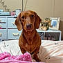 dog, dachshund, bed, blanket, pink_blanket, furniture, drawer, teddy_bear, photo_frame, room, indoor, pet, animal, canine, brown_dog, cozy, looking, curious, fur, ears