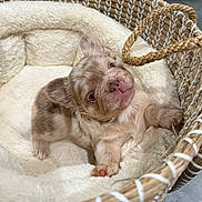 Beta joined the competition — help win amazing prizes! animal, basket, bed, cozy, curious, cute, dog, ears, fluffy, fur, indoor, looking_up, marbled_coat, paw, pet, puppy, resting, sleeping_area, soft, young
