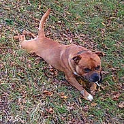 Pablo a rejoint le concours — aidez-le/la à gagner de superbes lots ! dog, canine, brown_dog, outdoor, grass, fallen_leaves, stick, chewing, lying_down, playing, tail, short_hair, black_muzzle, white_paw, park, yard, nature, autumn, daylight, timestamp