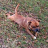dog, canine, brown_dog, outdoor, grass, fallen_leaves, stick, chewing, lying_down, playing, tail, short_hair, black_muzzle, white_paw, park, yard, nature, autumn, daylight, timestamp